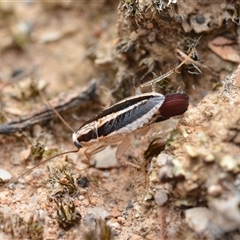 Ectoneura minima (Striped Ectoneura) at Bruce, ACT - 1 Mar 2025 by NateKingsford