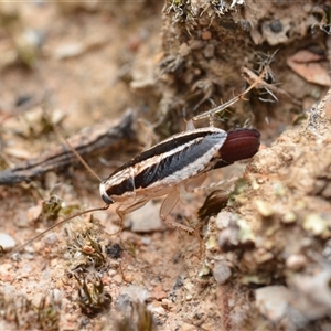 Ectoneura minima (Striped Ectoneura) at Bruce, ACT - 1 Mar 2025 by NateKingsford