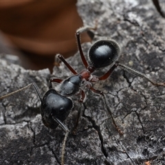 Camponotus intrepidus (Flumed Sugar Ant) at Bruce, ACT - 1 Mar 2025 by NateKingsford