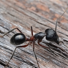 Camponotus intrepidus (Flumed Sugar Ant) at Bruce, ACT - 1 Mar 2025 by NateKingsford