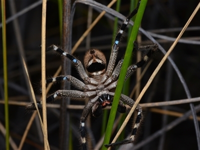 Neosparassus calligaster (Beautiful Badge Huntsman) at Bruce, ACT - 1 Mar 2025 by NateKingsford