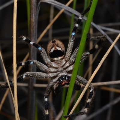 Neosparassus calligaster (Beautiful Badge Huntsman) at Bruce, ACT - 1 Mar 2025 by NateKingsford