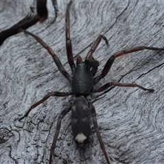 Lampona cylindrata (White-tailed Spider) at Bruce, ACT - 1 Mar 2025 by NateKingsford