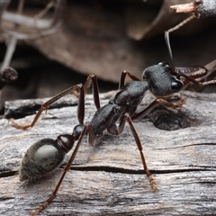 Myrmecia sp. (genus) (Bull ant or Jack Jumper) at Bruce, ACT - 1 Mar 2025 by NateKingsford