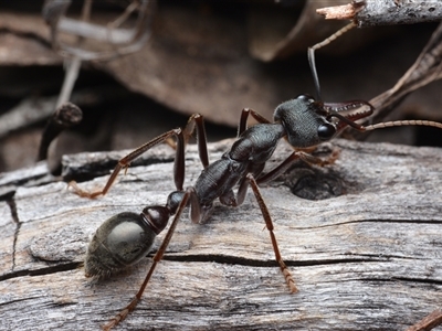 Myrmecia sp. (genus) (Bull ant or Jack Jumper) at Bruce, ACT - 1 Mar 2025 by NateKingsford