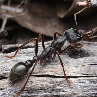 Myrmecia sp. (genus) (Bull ant or Jack Jumper) at Bruce, ACT - 1 Mar 2025 by NateKingsford