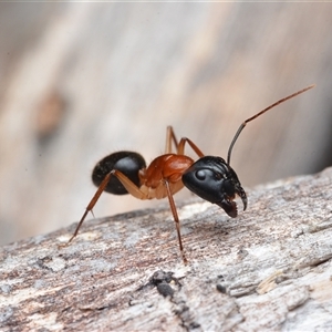 Camponotus nigriceps (Black-headed sugar ant) at Bruce, ACT - 1 Mar 2025 by NateKingsford