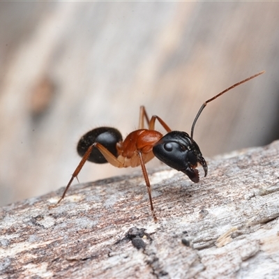 Camponotus nigriceps (Black-headed sugar ant) at Bruce, ACT - 1 Mar 2025 by NateKingsford