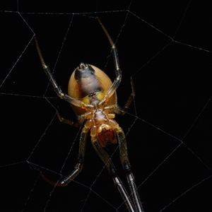 Phonognathidae (family) (Leaf curling orb-weavers) at Bruce, ACT - 1 Mar 2025 by NateKingsford