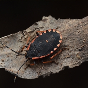 Pentatomidae (family) at Bruce, ACT - 1 Mar 2025 09:08 PM