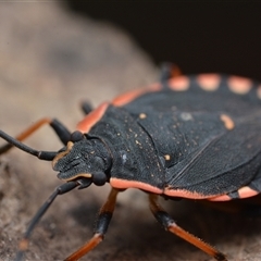 Pentatomidae (family) at Bruce, ACT - 1 Mar 2025 09:08 PM