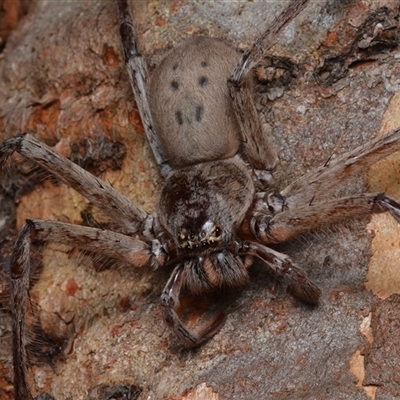 Typostola barbata (Giant Green Huntsman) at Bruce, ACT - 1 Mar 2025 by NateKingsford