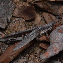 Coryphistes ruricola (Bark-mimicking Grasshopper) at Bruce, ACT - 1 Mar 2025 by NateKingsford