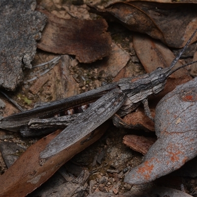 Coryphistes ruricola (Bark-mimicking Grasshopper) at Bruce, ACT - 1 Mar 2025 by NateKingsford