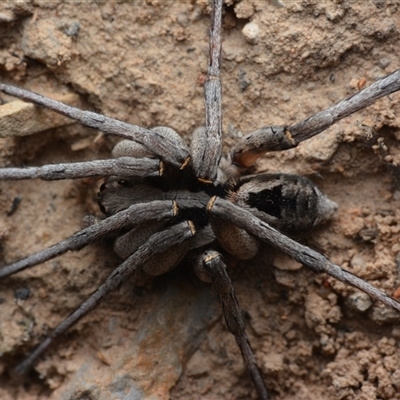 Lycosidae (family) (Wolf spider) at Bruce, ACT - 1 Mar 2025 by NateKingsford