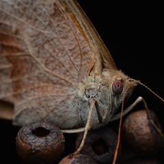 Heteronympha merope (Common Brown Butterfly) at Bruce, ACT - 1 Mar 2025 by NateKingsford