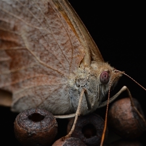 Heteronympha merope (Common Brown Butterfly) at Bruce, ACT - 1 Mar 2025 by NateKingsford