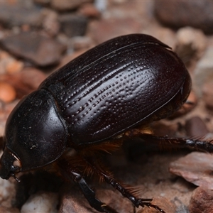 Scarabaeidae (family) at Bruce, ACT - 1 Mar 2025 09:36 PM