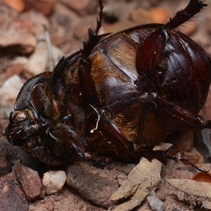 Scarabaeidae (family) at Bruce, ACT - 1 Mar 2025 09:36 PM