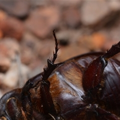 Scarabaeidae (family) at Bruce, ACT - 1 Mar 2025 09:36 PM