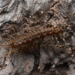 Allothereua maculata (A House Cetipede) at Bruce, ACT - 1 Mar 2025 by NateKingsford