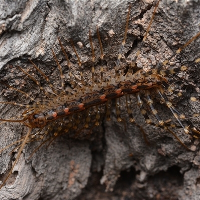 Allothereua maculata (A House Cetipede) at Bruce, ACT - 1 Mar 2025 by NateKingsford