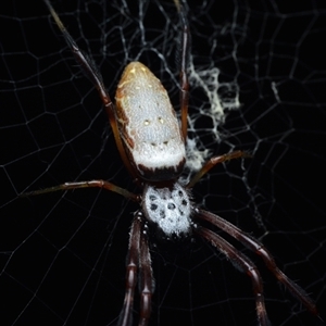 Trichonephila edulis (Golden orb weaver) at Bruce, ACT - 1 Mar 2025 by NateKingsford