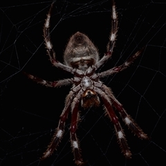 Hortophora sp. (genus) (Garden orb weaver) at Bruce, ACT - 1 Mar 2025 by NateKingsford