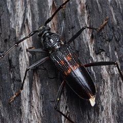 Phoracantha obscura (Longhorn Beetle) at Bruce, ACT - 1 Mar 2025 by NateKingsford