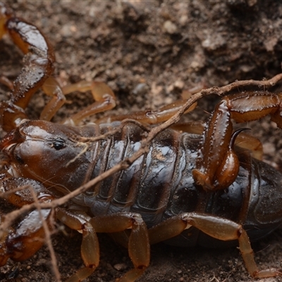 Urodacus manicatus (Black Rock Scorpion) at Bruce, ACT - 1 Mar 2025 by NateKingsford