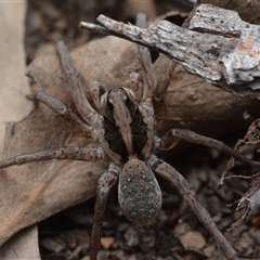 Lycosidae (family) (Wolf spider) at Bruce, ACT - 1 Mar 2025 by NateKingsford