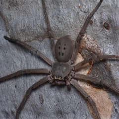 Typostola barbata (Giant Green Huntsman) at Bruce, ACT - 1 Mar 2025 by NateKingsford