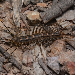 Allothereua maculata (A House Cetipede) at Bruce, ACT - 1 Mar 2025 by NateKingsford