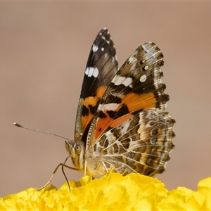 Vanessa kershawi (Australian Painted Lady) at Symonston, ACT - 17 Feb 2025 by rawshorty