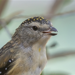 Pardalotus punctatus (Spotted Pardalote) at Symonston, ACT - 27 Feb 2025 by rawshorty