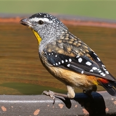 Pardalotus punctatus (Spotted Pardalote) at Symonston, ACT - 21 Feb 2025 by rawshorty