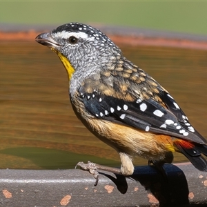 Pardalotus punctatus (Spotted Pardalote) at Symonston, ACT - 21 Feb 2025 by rawshorty