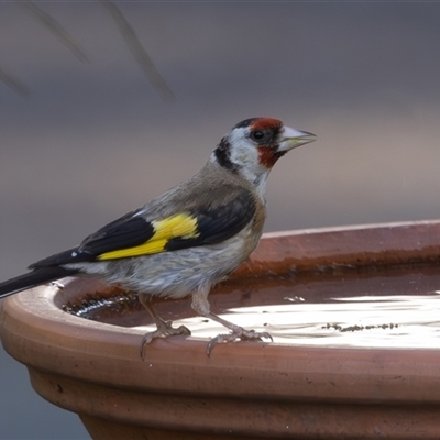 Carduelis carduelis (European Goldfinch) at Symonston, ACT - 27 Feb 2025 by rawshorty