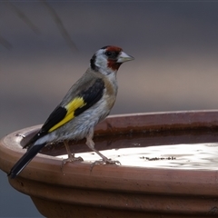 Carduelis carduelis at Symonston, ACT - 27 Feb 2025 05:42 PM