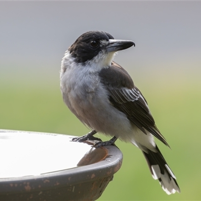 Cracticus torquatus (Grey Butcherbird) at Symonston, ACT - 22 Feb 2025 by rawshorty