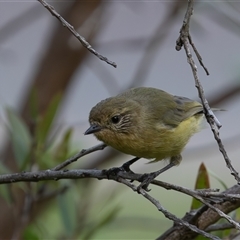 Acanthiza nana (Yellow Thornbill) at Symonston, ACT - 22 Feb 2025 by rawshorty