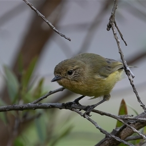 Acanthiza nana (Yellow Thornbill) at Symonston, ACT - 22 Feb 2025 by rawshorty