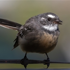 Rhipidura albiscapa (Grey Fantail) at Symonston, ACT - 22 Feb 2025 by rawshorty