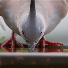 Ocyphaps lophotes (Crested Pigeon) at Symonston, ACT - 23 Feb 2025 by rawshorty