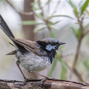 Malurus cyaneus (Superb Fairywren) at Symonston, ACT - 25 Feb 2025 by rawshorty