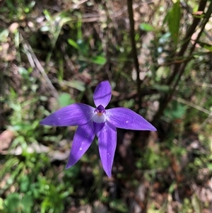 Glossodia major at Talmalmo, NSW - suppressed