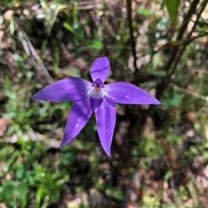 Glossodia major at Talmalmo, NSW - suppressed