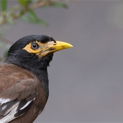 Acridotheres tristis (Common Myna) at Symonston, ACT - 25 Feb 2025 by rawshorty