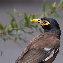 Acridotheres tristis at Symonston, ACT - 25 Feb 2025 12:33 PM