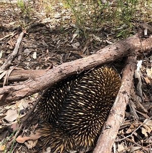 Tachyglossus aculeatus at Chiltern, VIC - 26 Nov 2022 12:28 PM